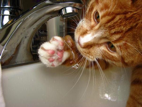 Сумасшедшие коты, которые без ума от воды