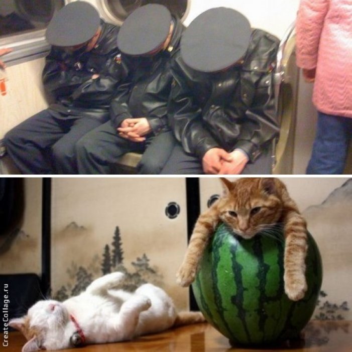 Люди против кошек. Кот против человека. Человек vs кот. Коты против людей. Котики против бандитов.