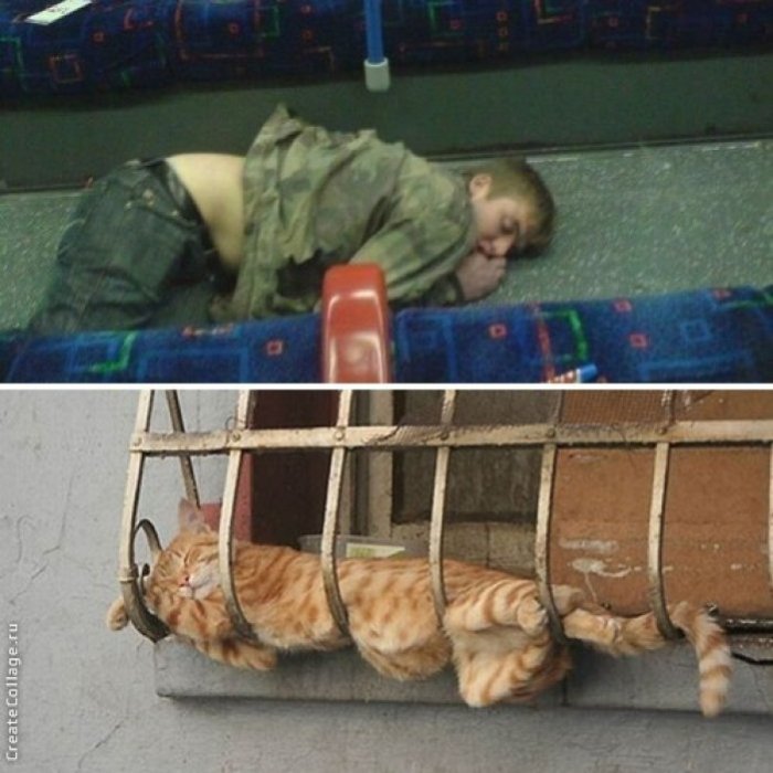 Боги фотогеничности. Люди vs коты