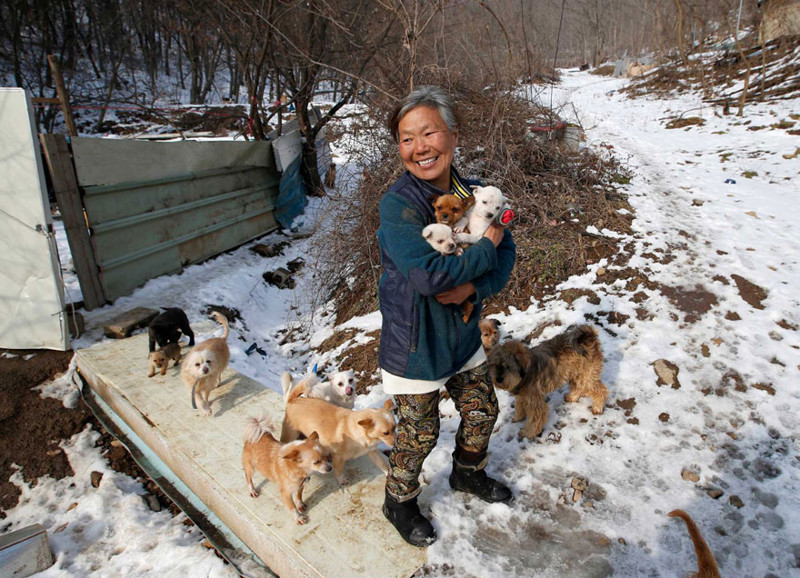 Этой женщине удалось спасти 200 собак от смерти и теперь она содержит их