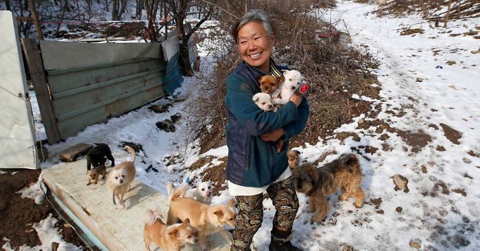Этой женщине удалось спасти 200 собак от смерти и теперь она содержит их