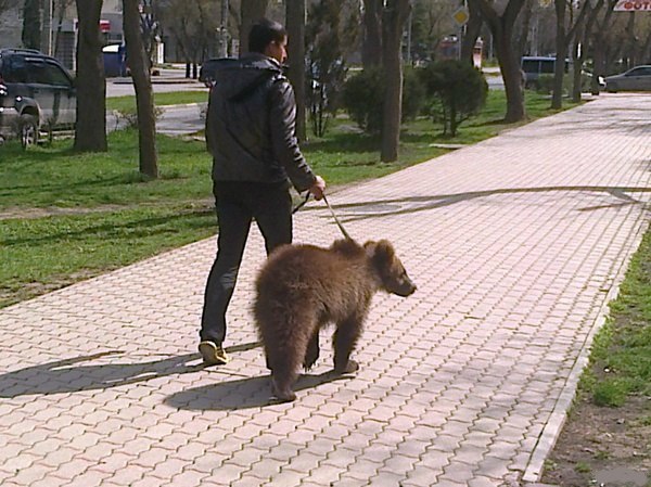 Такое возможно только в России.. Дикие звери на улицах города