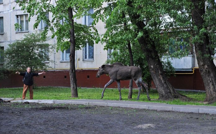 Такое возможно только в России.. Дикие звери на улицах города