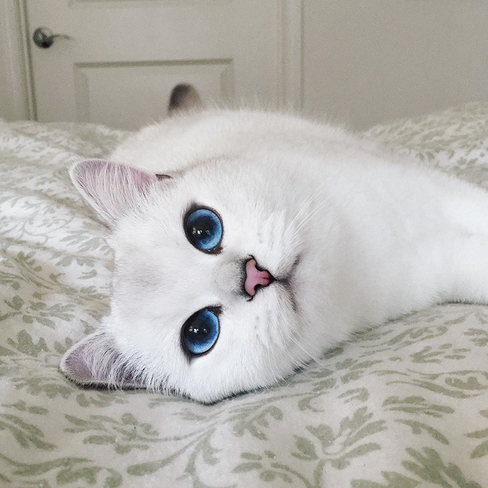 У этого кота самые красивые глаза в мире, встречайте!