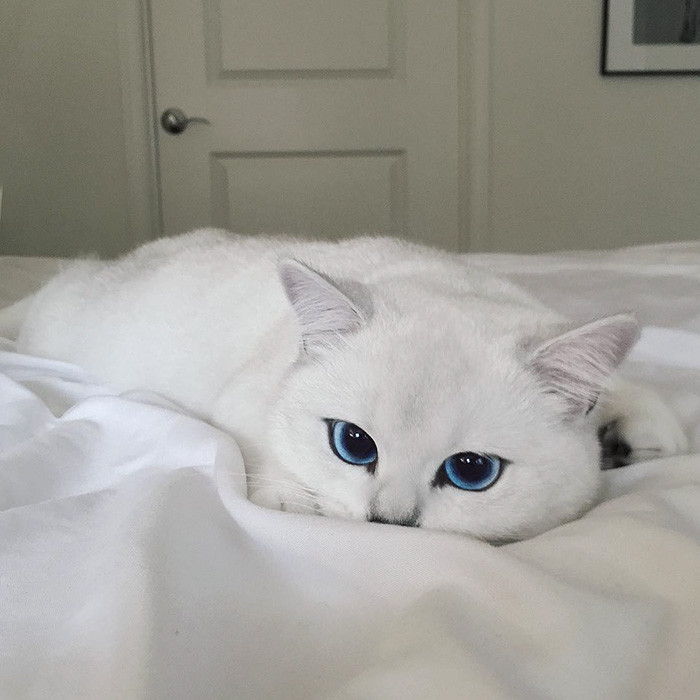 У этого кота самые красивые глаза в мире, встречайте!