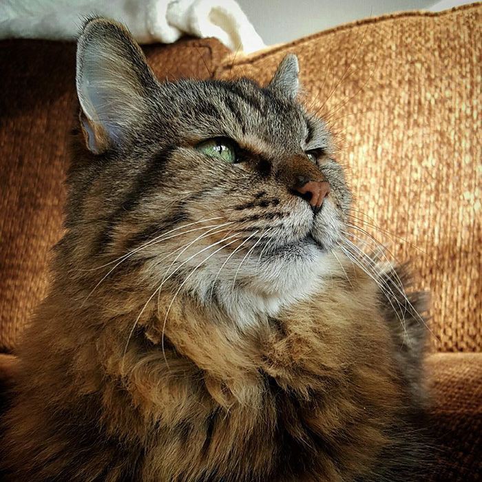 Самый старый 26-летний кот - Вельвет, живущий полной жизнью