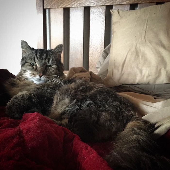 Самый старый 26-летний кот - Вельвет, живущий полной жизнью