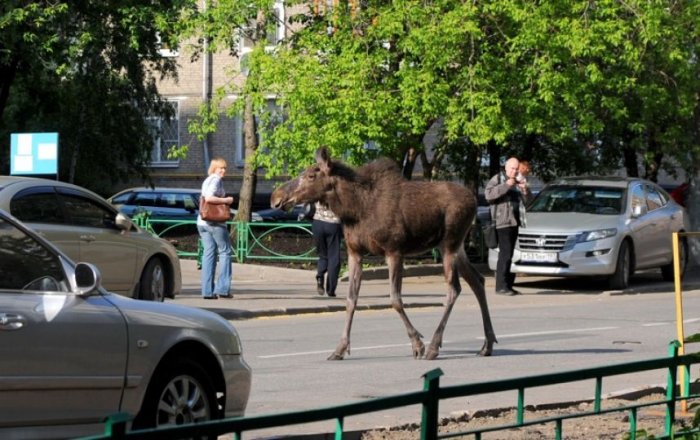 Такое возможно только в России.. Дикие звери на улицах города