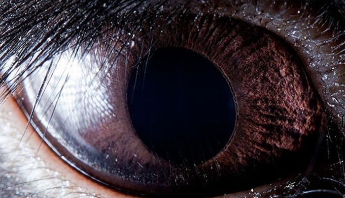 Потрясающие глаза животных и рыб