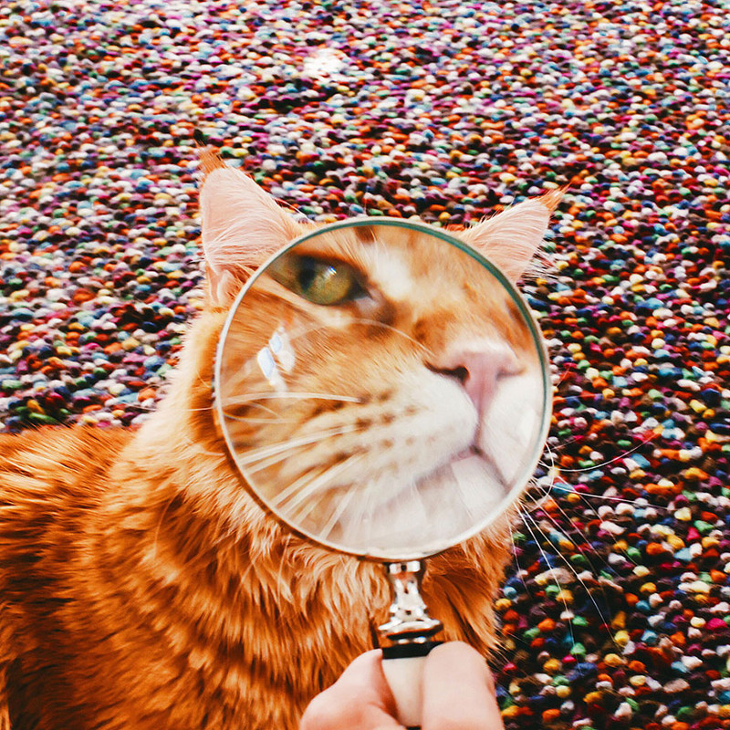 Потрясный русский кот Котлета покоряет интернет: рыжий всегда в моде!