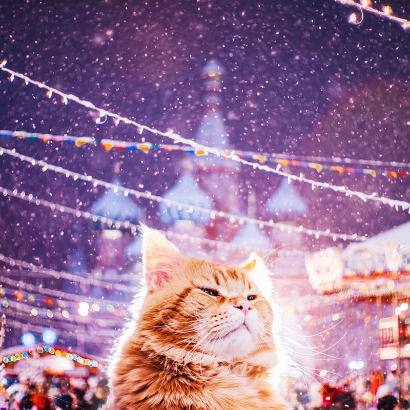 Потрясный русский кот Котлета покоряет интернет: рыжий всегда в моде!