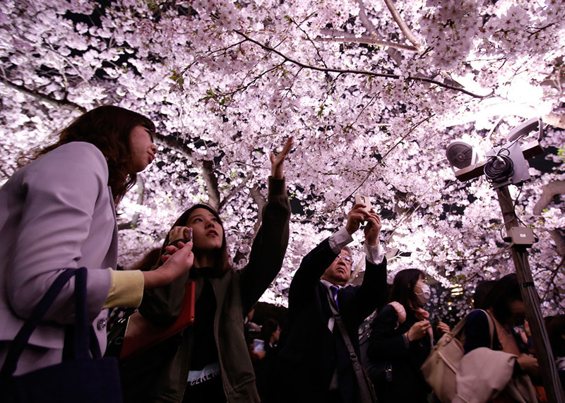 Это просто невероятно красиво в Японии зацвела сакура!