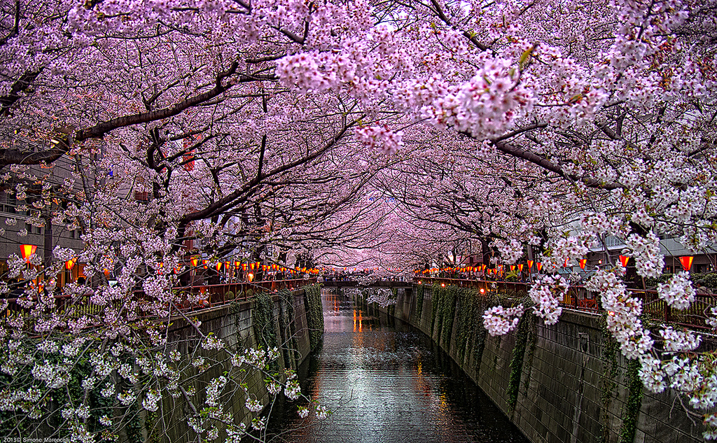 Сакура цветет дней. Йокогама Япония цветение Сакуры. Япония Токио Сакура. Цветущая Сакура в Японии. /Япония Сакура цветение Япония.