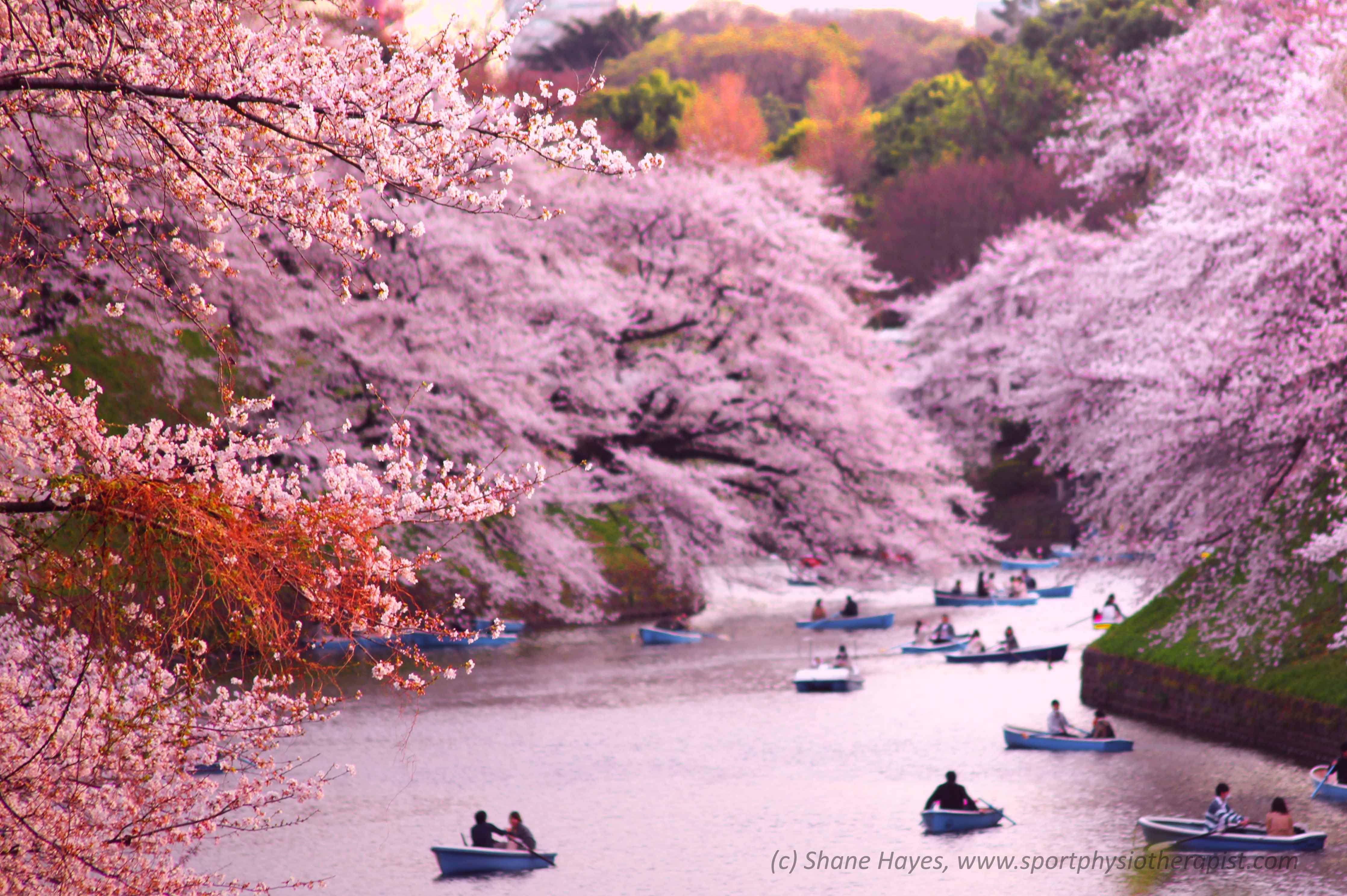 Япония сакура. Чидоригафучи Токио. Парк Инокасира Токио. Река в Кавагоэ Япония. Река сингаси в Кавагоэ.