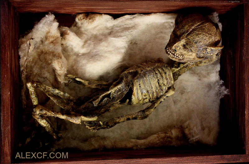 Жуткие тела странных существ были найдены в подвале лондонского особняка! Вас это реально удивит!