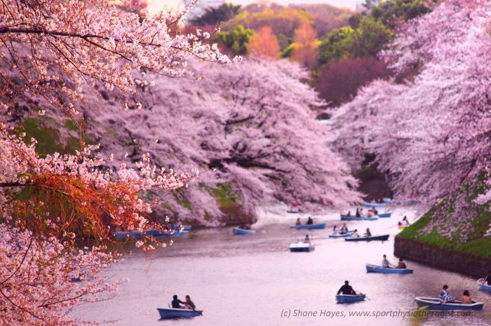 Это просто невероятно красиво в Японии зацвела сакура!