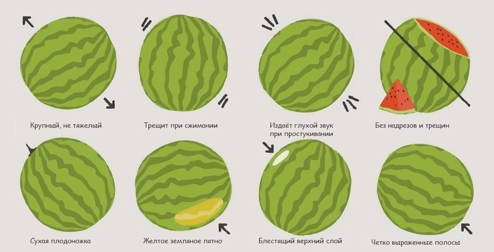 Звук спелого арбуза. Как правильно выбрать Арбуз. Как выбрать спелый Арбуз. Спелость арбуза. Плодоножка арбуза.