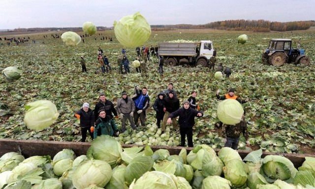 Сбор урожая не за горами!