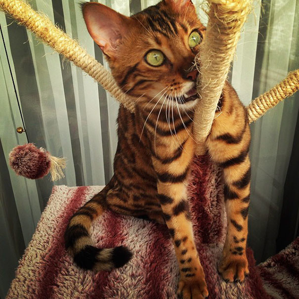 Бенгальский кот по кличке Тор с идеально красивой шерсткой