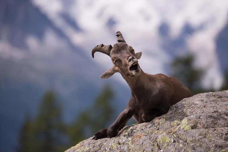 Невероятно потрясные фото с Comedy Wildlife Photography Awards 2016