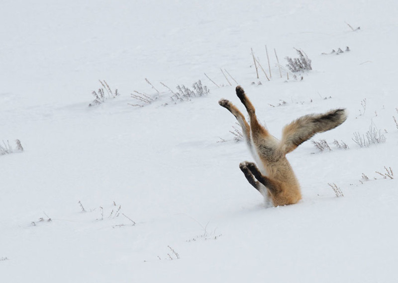 Невероятно потрясные фото с Comedy Wildlife Photography Awards 2016