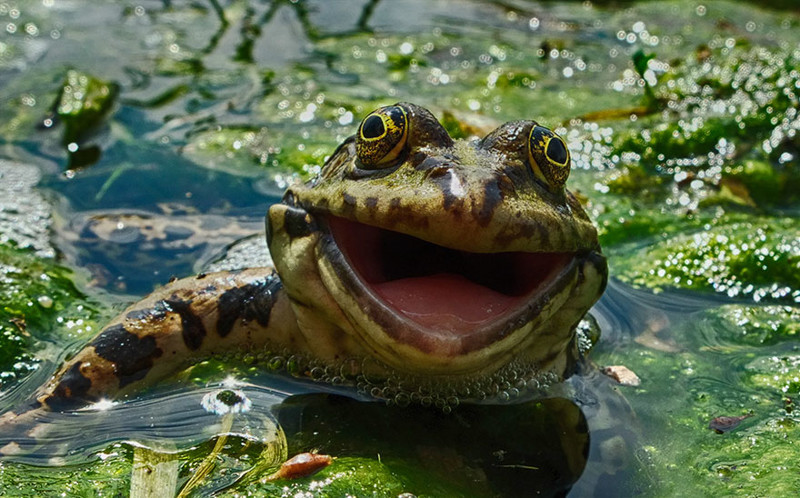 Невероятно потрясные фото с Comedy Wildlife Photography Awards 2016