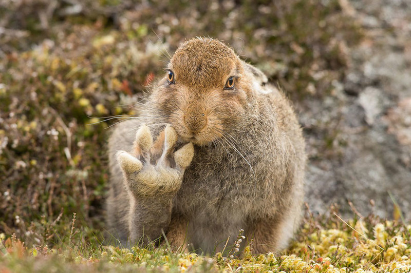 Невероятно потрясные фото с Comedy Wildlife Photography Awards 2016