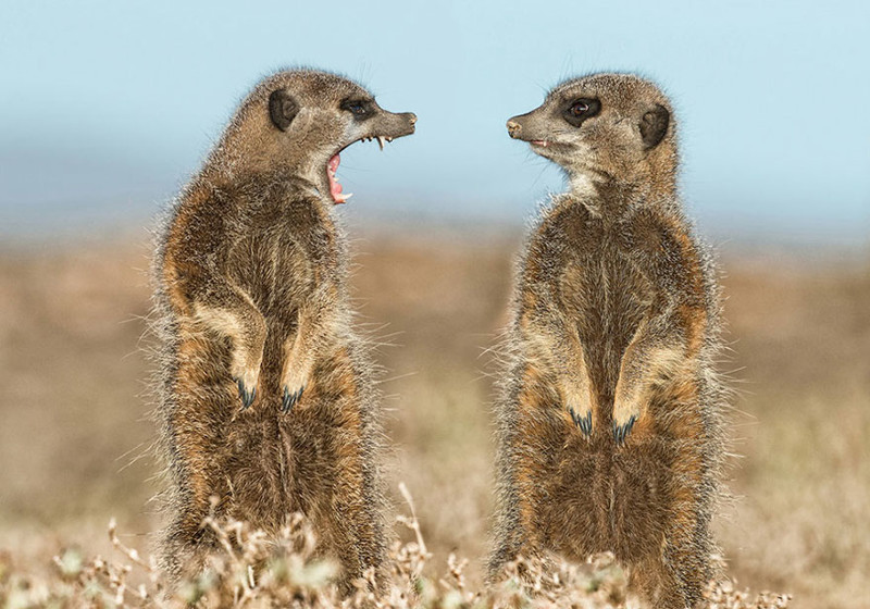 Невероятно потрясные фото с Comedy Wildlife Photography Awards 2016