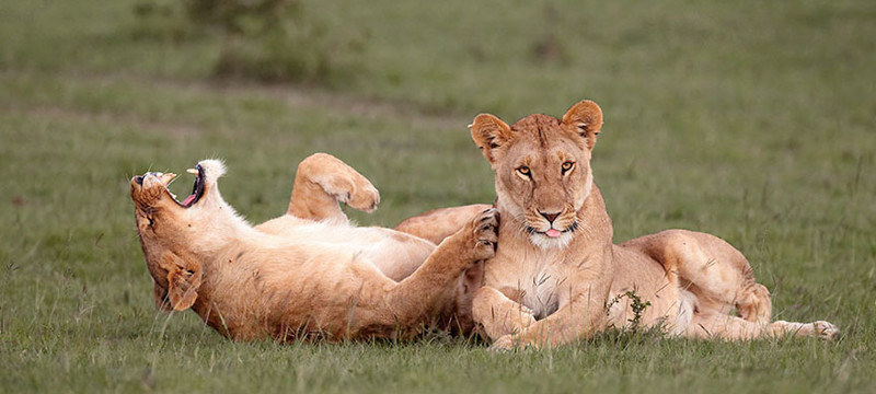 Невероятно потрясные фото с Comedy Wildlife Photography Awards 2016