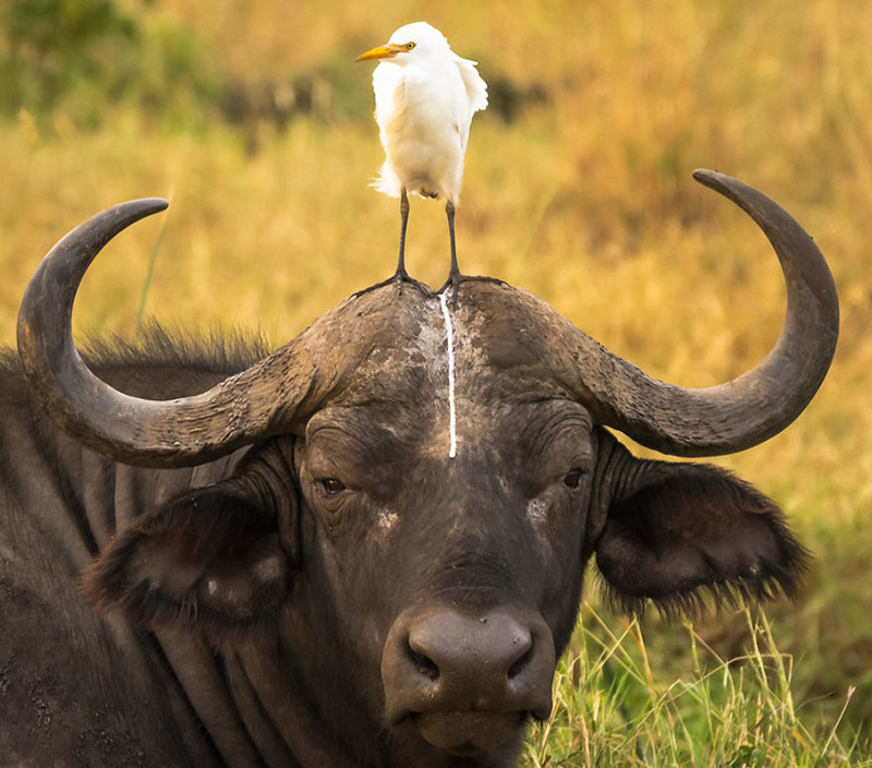 Невероятно потрясные фото с Comedy Wildlife Photography Awards 2016