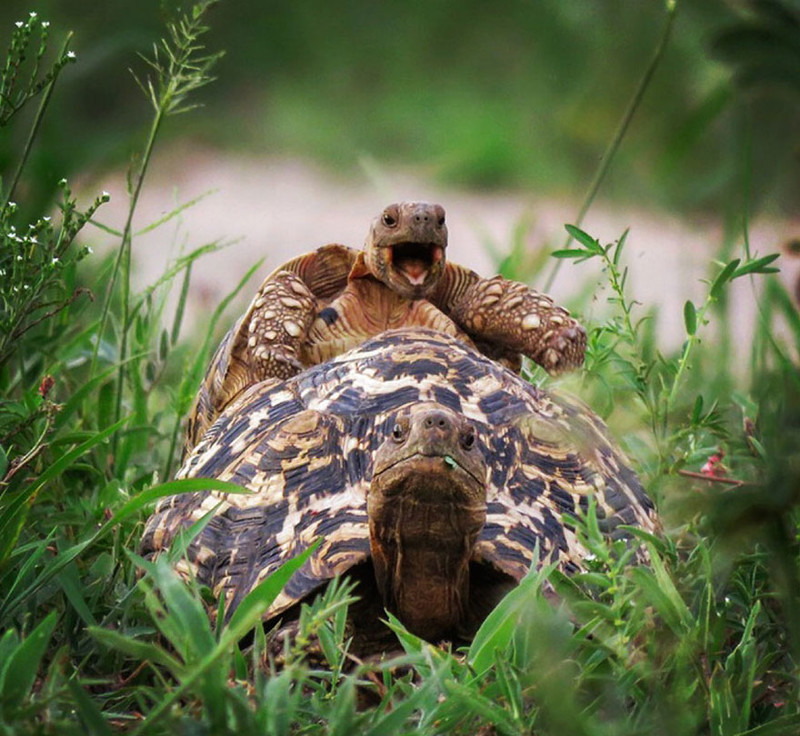 Невероятно потрясные фото с Comedy Wildlife Photography Awards 2016