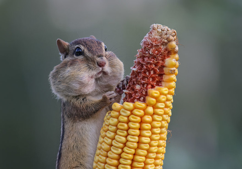 Невероятно потрясные фото с Comedy Wildlife Photography Awards 2016