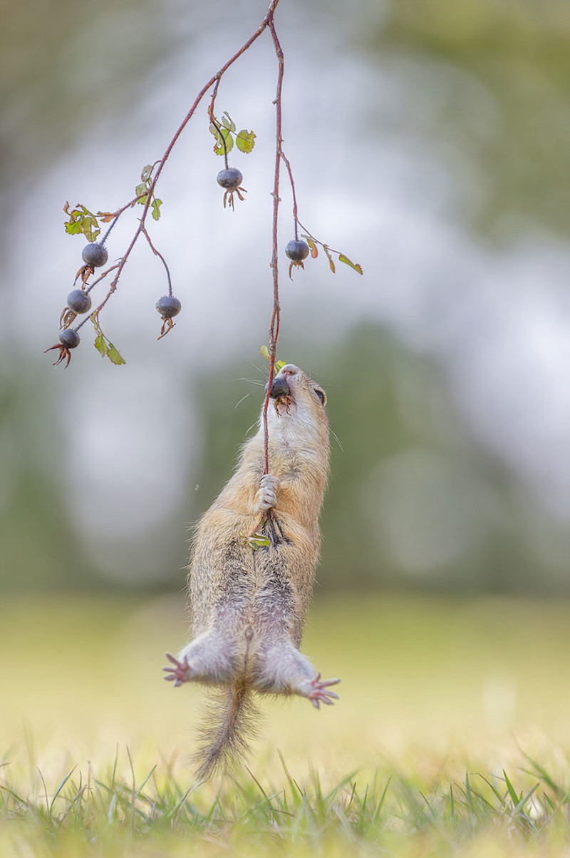 Невероятно потрясные фото с Comedy Wildlife Photography Awards 2016