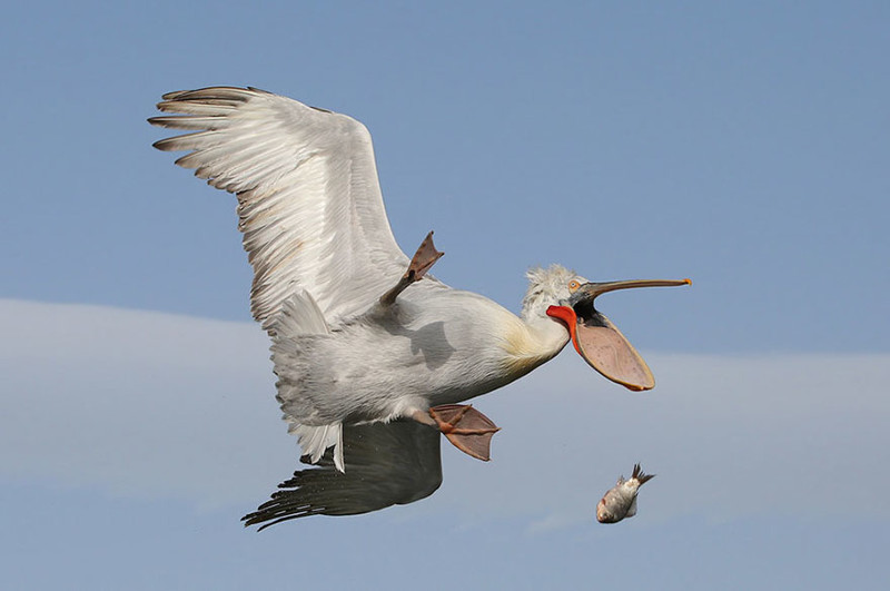 Невероятно потрясные фото с Comedy Wildlife Photography Awards 2016