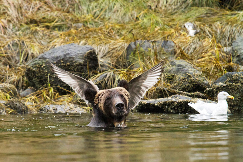 Невероятно потрясные фото с Comedy Wildlife Photography Awards 2016