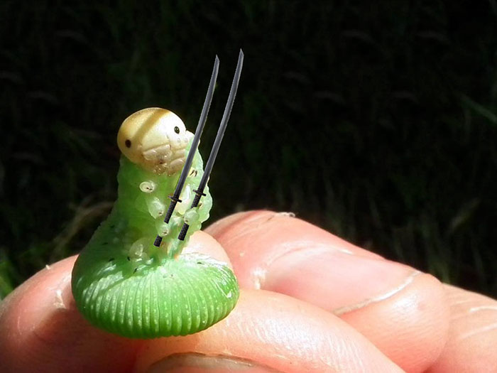 Гусеница с травинкой подверглась испытанию фотошопом