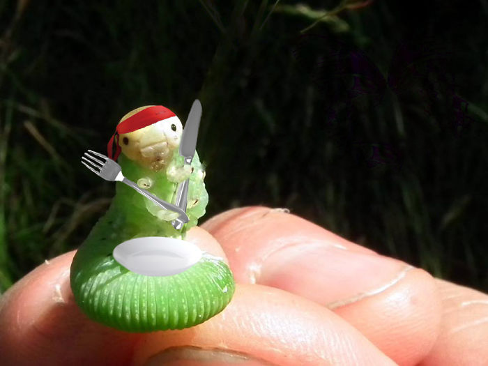 Гусеница с травинкой подверглась испытанию фотошопом