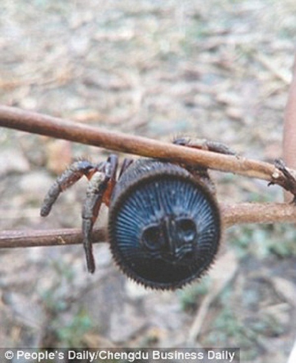Китайский крестьянин нашел редчайшего древнего паука