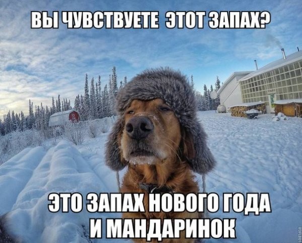 Веселые и позитивные фото уходящего года!