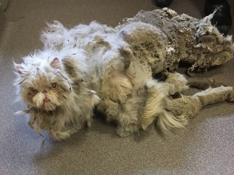 Невероятное преображение кота, который чуть не умер под тяжестью собственной шерсти