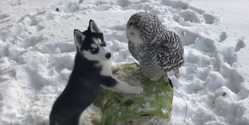 Хаски и полярная сова стали лучшими друзьями