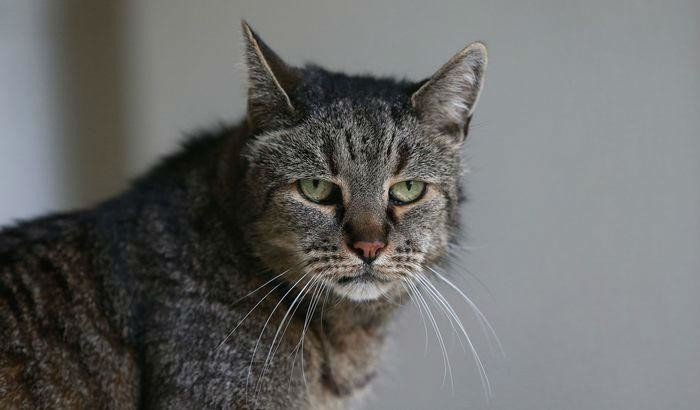 Мускат (Nutmeg) - возможно самый старый кот в мире. Ему 31 год!
