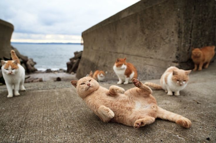А вы знали об острове кошек в Японии?