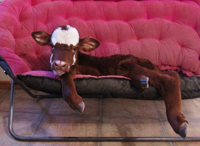 Спасенная миниатюрная корова, которая считает себя собакой