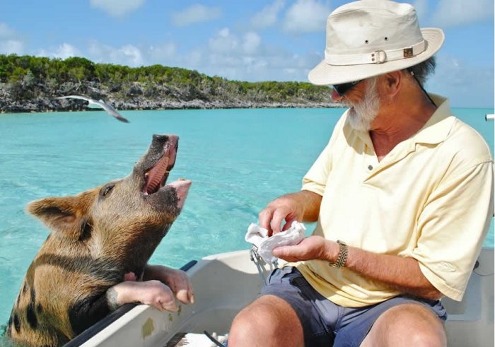 Плавающие свиньи на Багамах стали очередной жертвой человеческого идиотизма