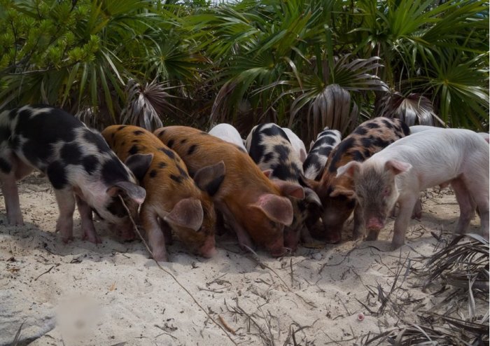 Плавающие свиньи на Багамах стали очередной жертвой человеческого идиотизма