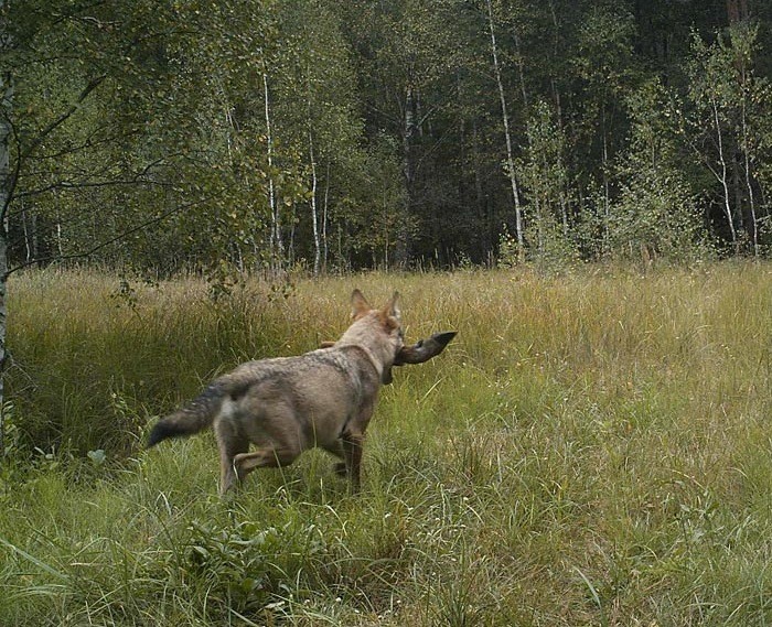 Он установил фотоловушки возле Чернобыля. Камера зафиксировала невероятных животных!