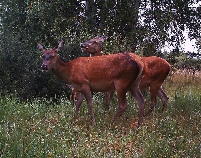 Он установил фотоловушки возле Чернобыля. Камера зафиксировала невероятных животных!