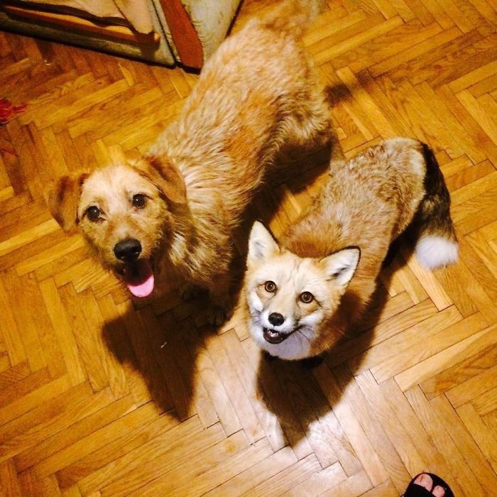 Домашняя лиса и пес - лучшие друзья