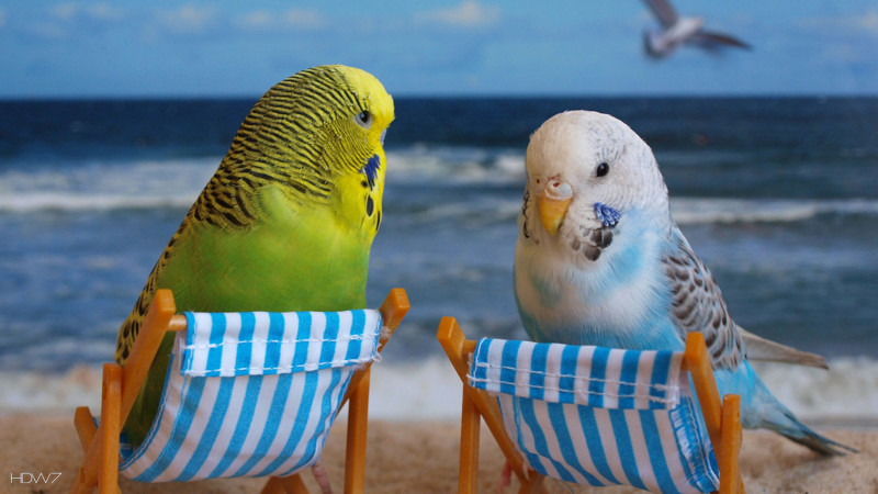 Птица-говорун. Как выбрать попугая и научить его говорить